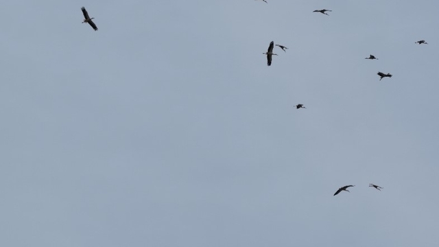 Kozan semalarında leyleklerin göç yolculuğu mest etti