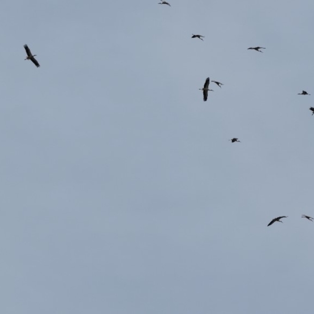 Kozan semalarında leyleklerin göç yolculuğu mest etti