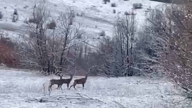 Erzincan Refahiye'de kızılgeyikler görüntülendi