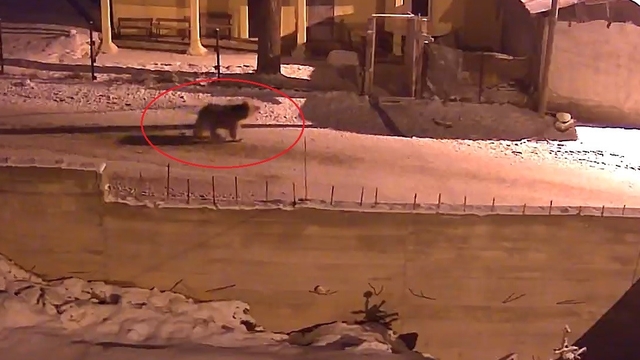 Kış uykusundan uyanan ayılar Bayburt'un köylerinde yiyecek aradı