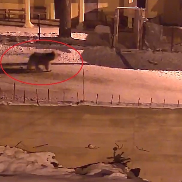 Kış uykusundan uyanan ayılar Bayburt'un köylerinde yiyecek aradı