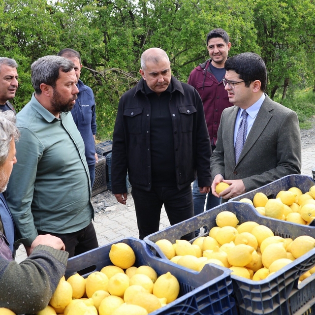 Arsuz'da limon hasadı başladı