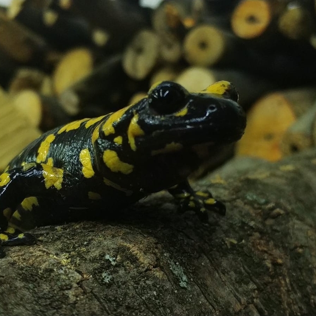 Baharla birlikte Benekli Semenderler çıkmaya başladı; Zarar vermenin bedeli...