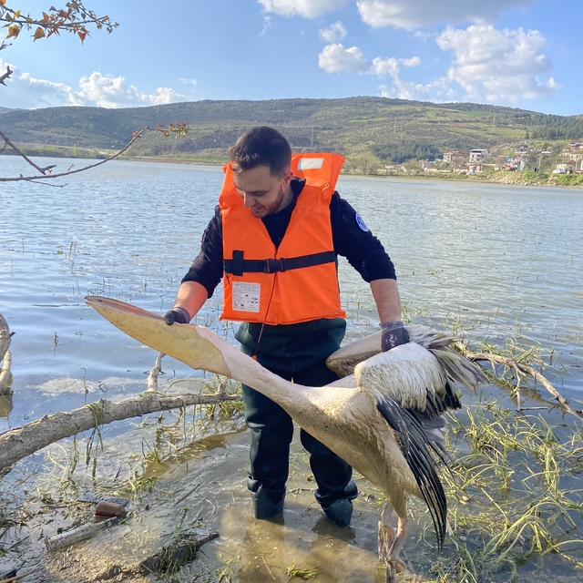 Barajda mahsur kalan pelikan böyle kurtarıldı
