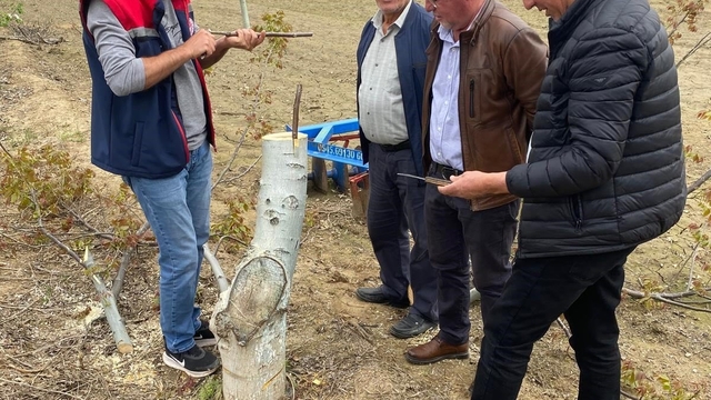 Koçarlı'da üreticilere "Cevizde Aşılama" eğitimi verilecek
