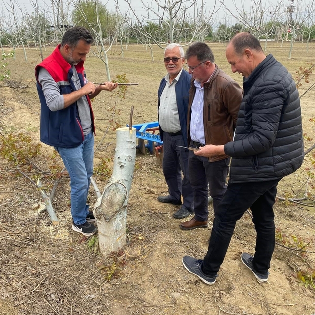 Koçarlı'da üreticilere "Cevizde Aşılama" eğitimi verilecek