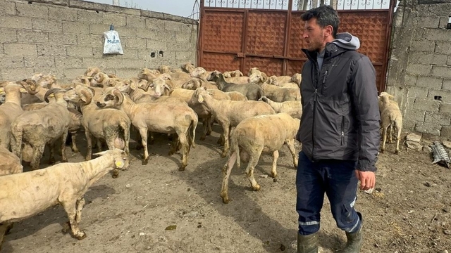 Kurbanlık parasıyla evlenmişti şimdi doğacak bebeği için kullanacak