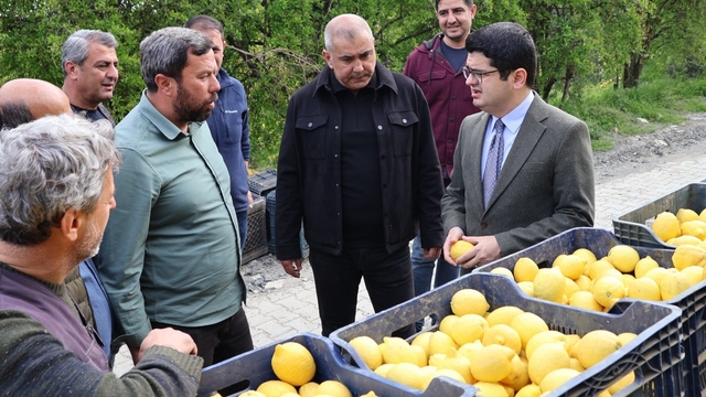 Arsuz'da limon hasadı başladı