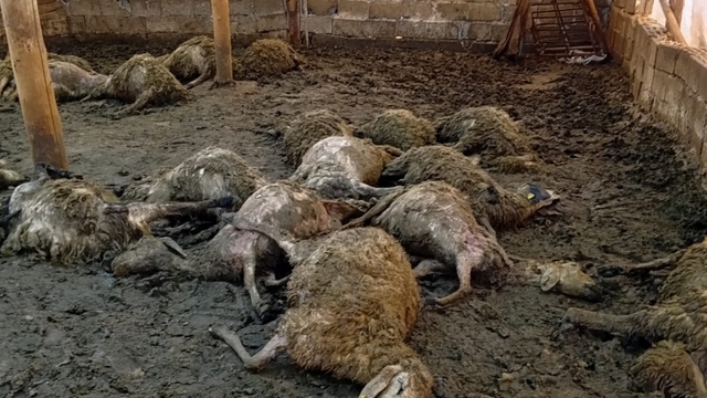 Malatya'da ağıla giren kurt 30 koyunu telef etti