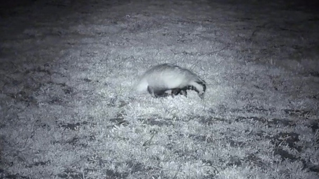 Yiyecek arayışındaki porsuk Ganos Dağları'nda görüntülendi