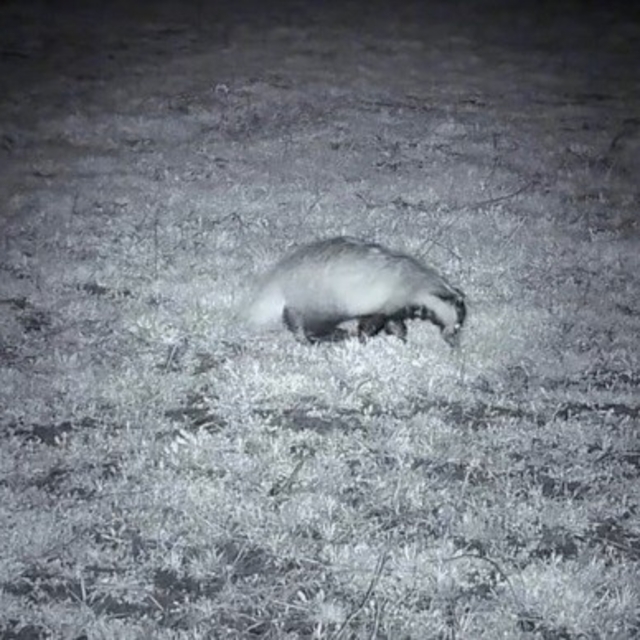 Yiyecek arayışındaki porsuk Ganos Dağları'nda görüntülendi