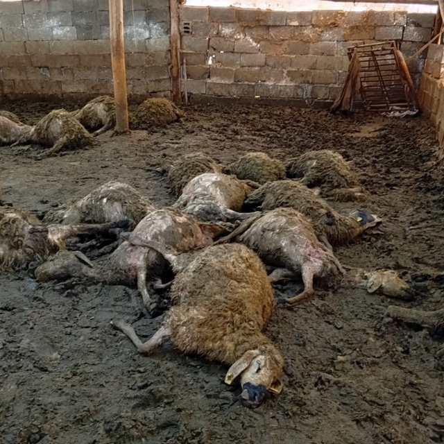 Malatya'da ağıla giren kurt 30 koyunu telef etti