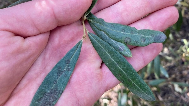 Salihli'de 'Halkalı leke' uyarısı