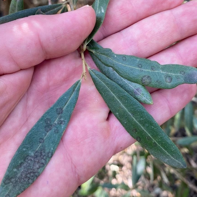 Salihli'de 'Halkalı leke' uyarısı