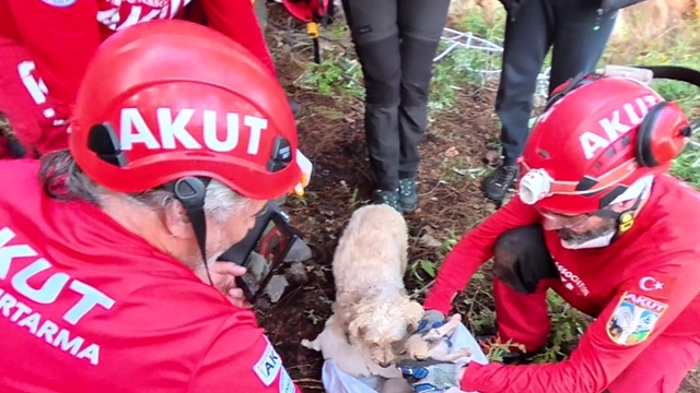 Kaya içerisindeki yarığa düşen 6 yavru köpek için film gibi kurtarma operasyonu
6 yavru 20 metrelik ve bir insanın girebileceğinden dar alandan 2 saatlik çalışmayla çıkartıldı