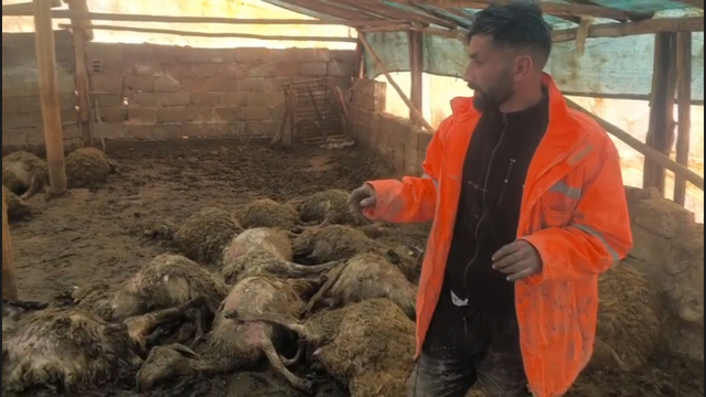 Ağıla giren kurt, 40 koyunu öldürdü