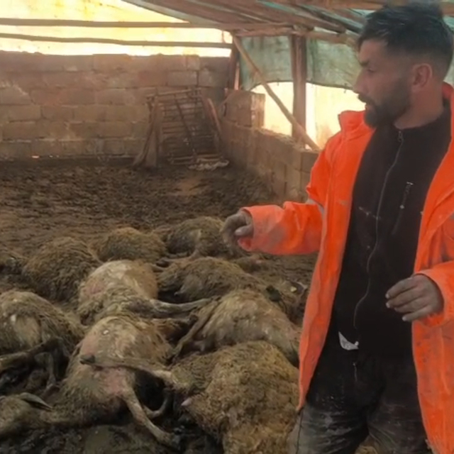 Ağıla giren kurt, 40 koyunu öldürdü