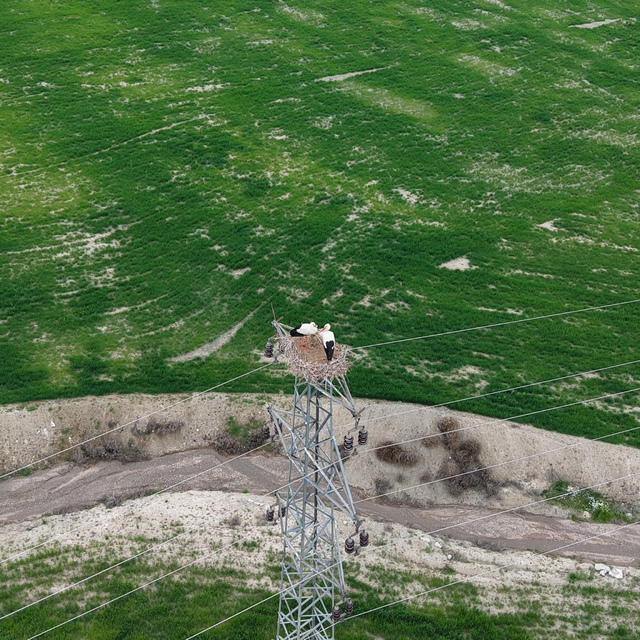 Baharın müjdecisi leylekler Elazığ'ı renklendiriyor
