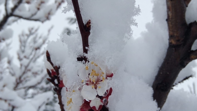 Nisan karı mahalleyi beyaza bürüdü