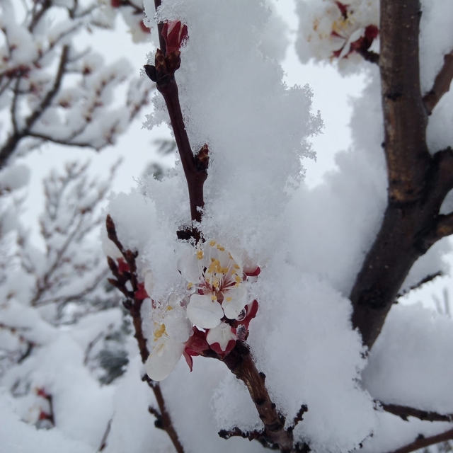 Nisan karı mahalleyi beyaza bürüdü