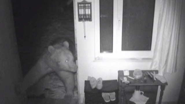 Yayla evlerine girip, mahallelerde dolaşan ayılar kamerada