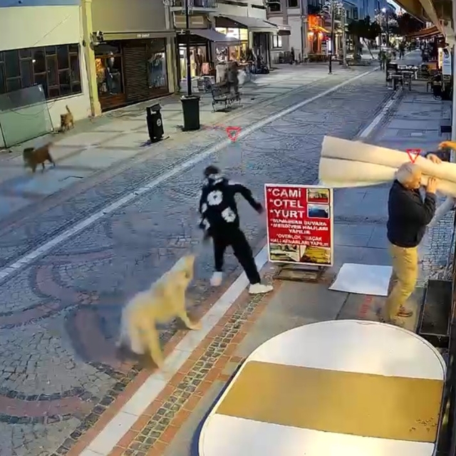 Edirne'de başıboş köpek saldırısı: 19 yaşındaki genç yaralandı