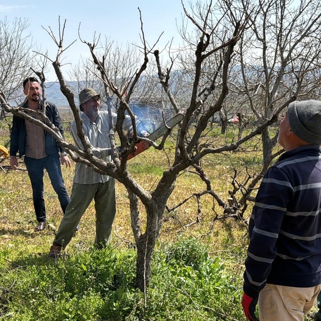 Geçtiğimiz yıl yaşanan zirai donun etkisi ağaçlarda sürüyor