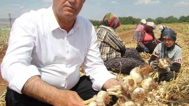 AB Tescilli Araban Sarımsağı dünya devleri arasında 5'inci seçildi