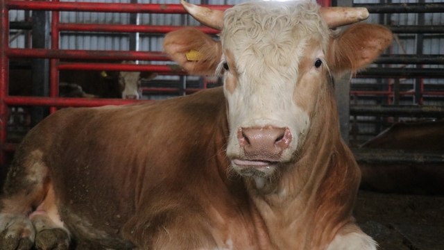 1,5 tonluk dev tosun, 950 bin liraya vitrine çıktı
Besi çiftliği sahibi: "Satılmazsa bizde kalacak hedefimiz 2 buçuk ton""