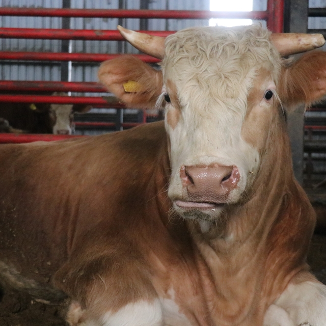 1,5 tonluk dev tosun, 950 bin liraya vitrine çıktı
Besi çiftliği sahibi: "S...