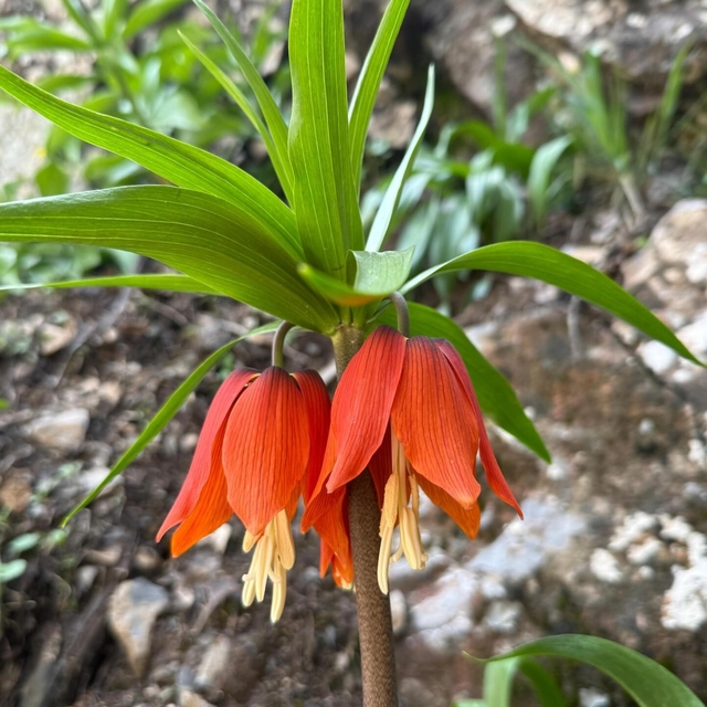 Hakkari'de ters laleler çiçek açtı