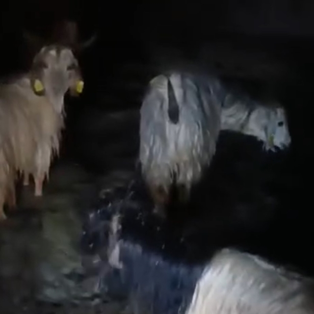 Yüksekova'da ahırları su bastı: Mahsur kalan hayvanlar kurtarıldı