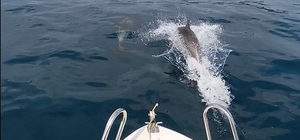 Saros Körfezi'nde yunuslar tekne ile yarıştı