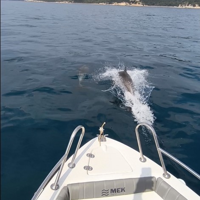 Saros Körfezi'nde yunuslar tekne ile yarıştı