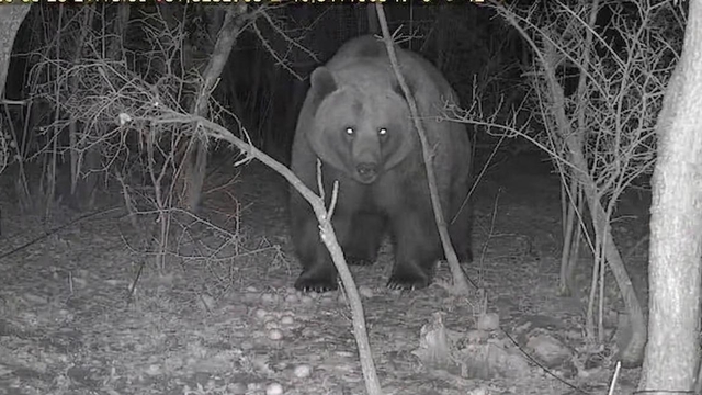 Tarlasına kurduğu fotokapanla ayı görüntüledi
