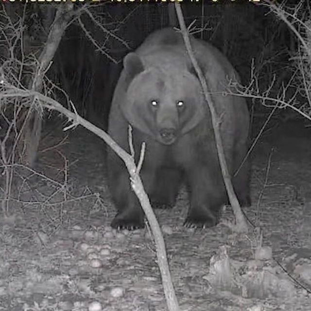 Tarlasına kurduğu fotokapanla ayı görüntüledi