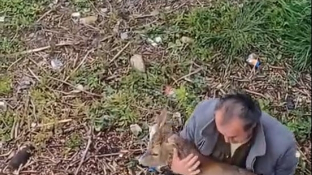 Görele'de araçlara çarpan yaralı karaca derede bulundu