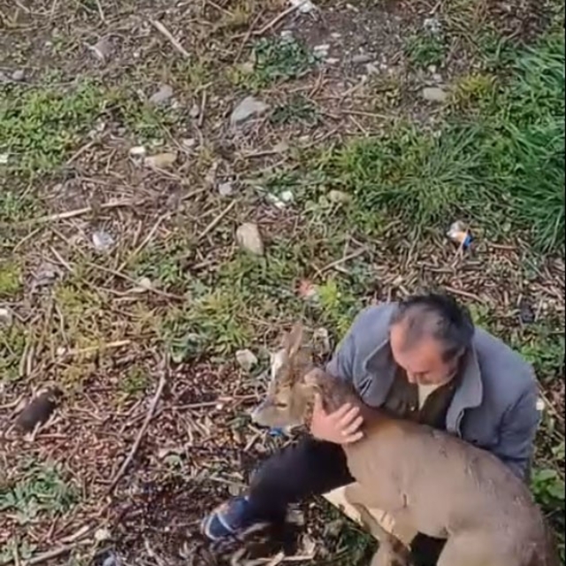 Görele'de araçlara çarpan yaralı karaca derede bulundu