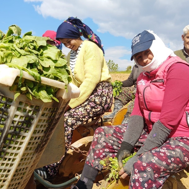 Sarıgöl'de tütün dikimi başladı
