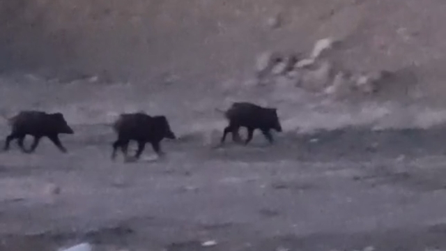 Yüksekova'da domuz sürüsü görüntülendi