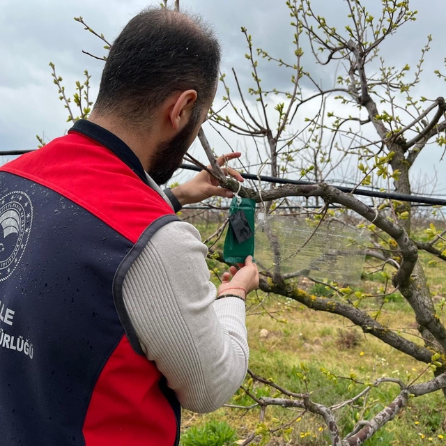 Kahverengi kokarca için tuzak takip çalışması