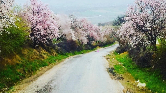 Gediz'de bahar aylarının getirdiği güzellik büyülüyor