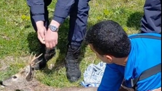 Bafra'da kanala düşen karaca kurtarıldı