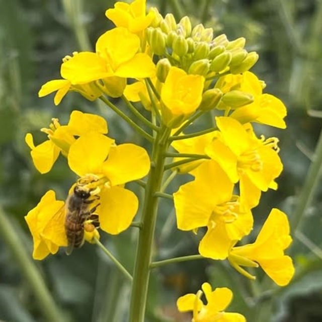 Kanola ilaçlamasında arıların korunması çağrısı