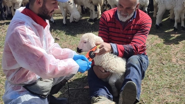 Kemah'ta küçükbaş hayvanlar aşılanarak küpeleniyor