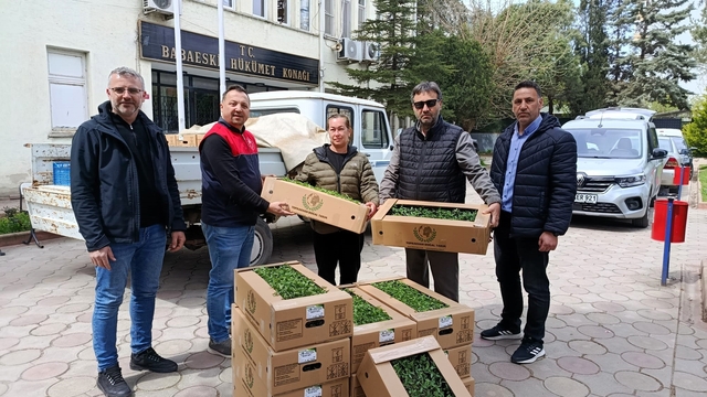Babaeski'de üreticiye 2 bin kırmızı domates fidesi verildi