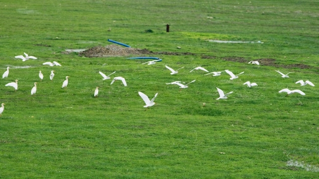 Göçmen kuşlar Muş Ovası'nı süsledi