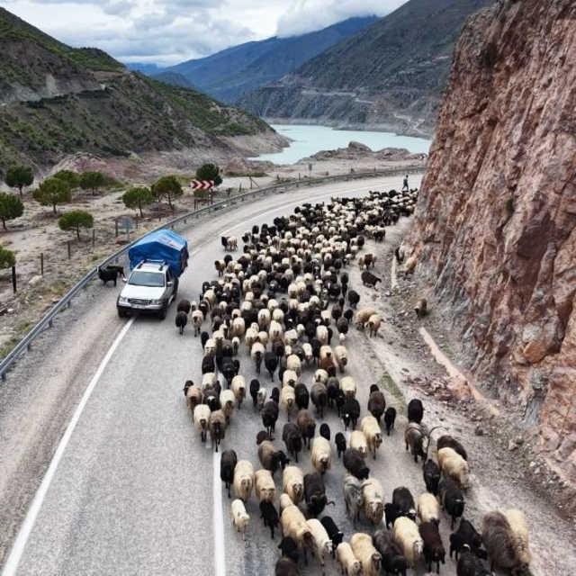 Yayla yolunda zorlu göçler başladı