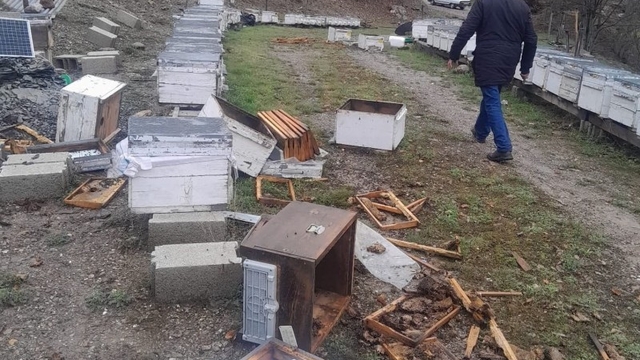 Tunceli'de ayı, 20 kovanı parçaladı
