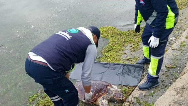 Tekirdağ'da ölü caretta caretta sahile vurdu